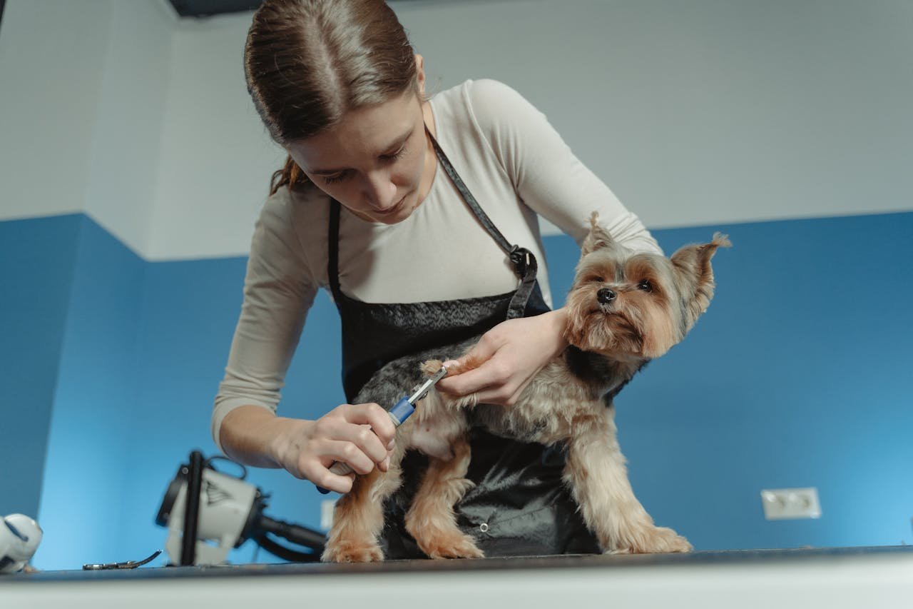 The Role of Hygiene in Preventing Fleas, Ticks, and Other Pests